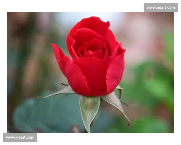 吉布斯 - 怀特科莫湖浪漫求婚 准父母喜迎人生新阶段